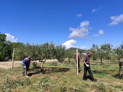 U LjUBUŠKOM NAJVEĆI MASLINIK NA BALKANU