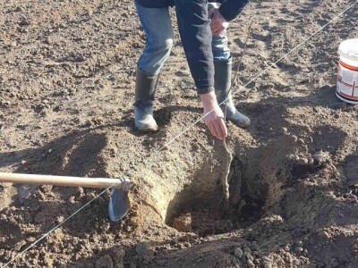 U Loznici i tokom prošle godine, leska najpopularnije voće