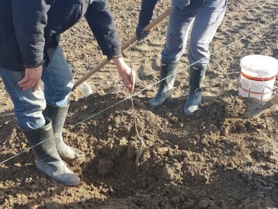 U Loznici i tokom prošle godine, leska najpopularnije voće