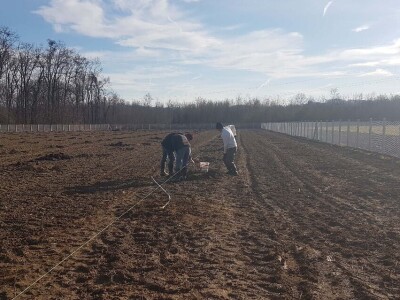 U Loznici i tokom prošle godine, leska najpopularnije voće