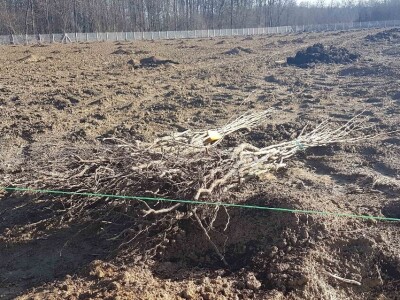 U Loznici i tokom prošle godine, leska najpopularnije voće