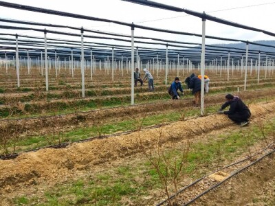 U Loznici sve više zasada borovnice