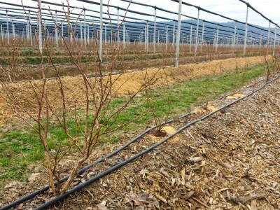 U Loznici sve više zasada borovnice