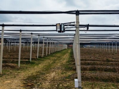 U Loznici sve više zasada borovnice