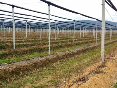 U Loznici sve više zasada borovnice