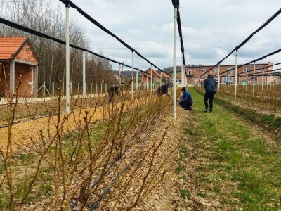 U Loznici sve više zasada borovnice
