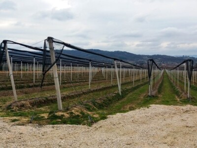 U Loznici sve više zasada borovnice