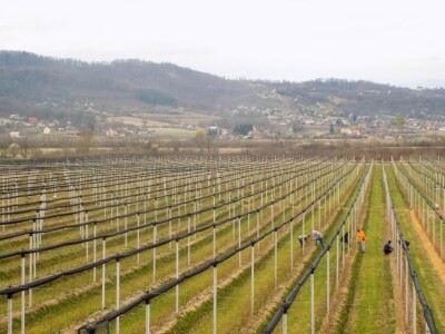 U Loznici sve više zasada borovnice