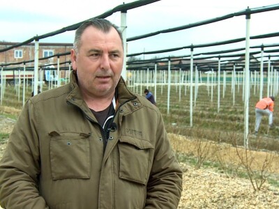 U Loznici sve više zasada borovnice