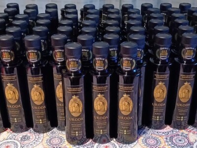 U MASLINIKU OPG URODA: Učenici američke škole iz Zagreba brali malsine u zaleđu Pirovca