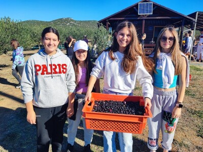 U MASLINIKU OPG URODA: Učenici američke škole iz Zagreba brali malsine u zaleđu Pirovca