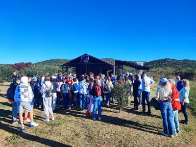 U MASLINIKU OPG URODA: Učenici američke škole iz Zagreba brali malsine u zaleđu Pirovca