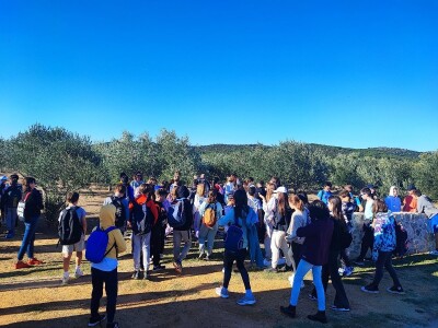 U MASLINIKU OPG URODA: Učenici američke škole iz Zagreba brali malsine u zaleđu Pirovca