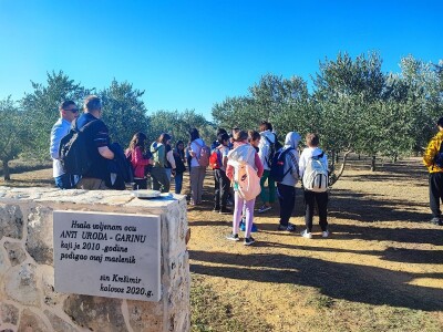 U MASLINIKU OPG URODA: Učenici američke škole iz Zagreba brali malsine u zaleđu Pirovca