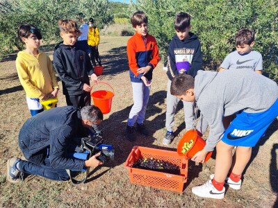 U MASLINIKU OPG URODA: Učenici američke škole iz Zagreba brali malsine u zaleđu Pirovca
