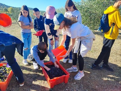 U MASLINIKU OPG URODA: Učenici američke škole iz Zagreba brali malsine u zaleđu Pirovca