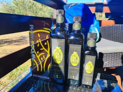 U MASLINIKU OPG URODA: Učenici američke škole iz Zagreba brali malsine u zaleđu Pirovca