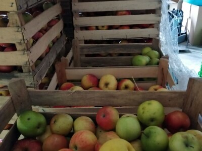 U međimurskim voćnjacima započelo zimsko orezivanje voćaka