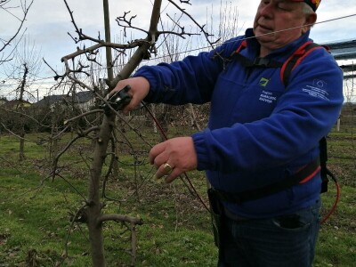 U međimurskim voćnjacima započelo zimsko orezivanje voćaka