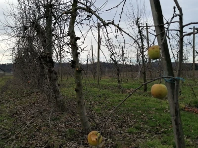 U međimurskim voćnjacima započelo zimsko orezivanje voćaka