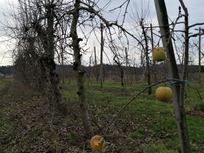 U međimurskim voćnjacima započelo zimsko orezivanje voćaka