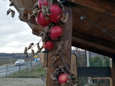 U međimurskim voćnjacima započelo zimsko orezivanje voćaka