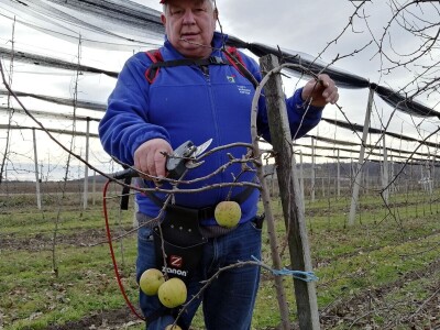 U međimurskim voćnjacima započelo zimsko orezivanje voćaka