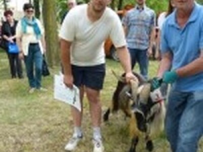 Jarac iz OPG Živalj prije dvije godine proglašen najboljim u kolekcijskom natjecanju hrvatske šarene koze