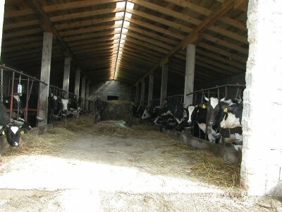 U novoj štali OPG Putnik 30 muznih krava na vezu i 20 junica