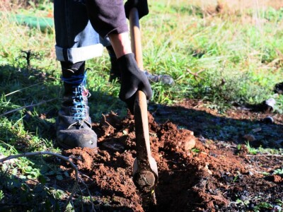 "U ovoj šumi sam odrastao, prije dvije godine gasio požar, a danas naš sin u njoj sadi svoj prvi hrast