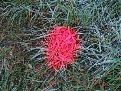 "U ovoj šumi sam odrastao, prije dvije godine gasio požar, a danas naš sin u njoj sadi svoj prvi hrast