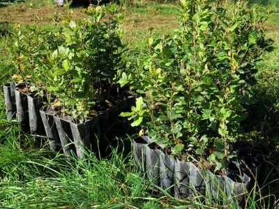 "U ovoj šumi sam odrastao, prije dvije godine gasio požar, a danas naš sin u njoj sadi svoj prvi hrast