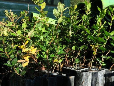 "U ovoj šumi sam odrastao, prije dvije godine gasio požar, a danas naš sin u njoj sadi svoj prvi hrast