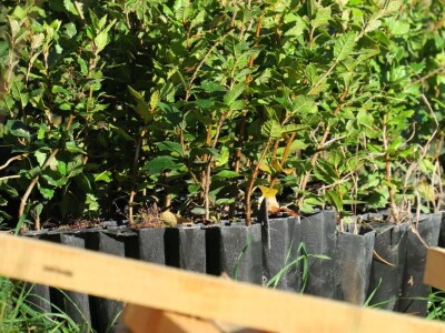 "U ovoj šumi sam odrastao, prije dvije godine gasio požar, a danas naš sin u njoj sadi svoj prvi hrast