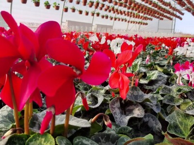 U plastenicima Novaković sve je šareno, Božićna zvezda i ciklama najprodavanije biljke tokom zime, foto: M. Lazarević