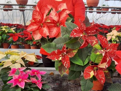 U plastenicima Novaković sve je šareno, Božićna zvezda i ciklama najprodavanije biljke tokom zime, foto: M. Lazarević