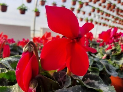 U plastenicima Novaković sve je šareno, Božićna zvezda i ciklama najprodavanije biljke tokom zime, foto: M. Lazarević