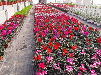 U plastenicima Novaković sve je šareno, Božićna zvezda i ciklama najprodavanije biljke tokom zime, foto: M. Lazarević