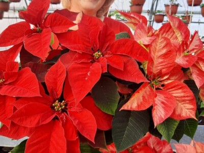 U plastenicima Novaković sve je šareno, Božićna zvezda i ciklama najprodavanije biljke tokom zime, foto: M. Lazarević