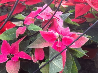 U plastenicima Novaković sve je šareno, Božićna zvezda i ciklama najprodavanije biljke tokom zime, foto: M. Lazarević