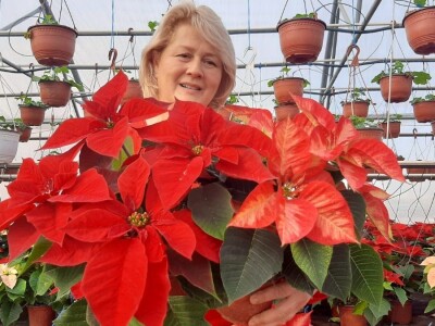 U plastenicima Novaković sve je šareno, Božićna zvezda i ciklama najprodavanije biljke tokom zime, foto: M. Lazarević