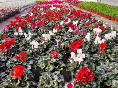 U plastenicima Novaković sve je šareno, Božićna zvezda i ciklama najprodavanije biljke tokom zime, foto: M. Lazarević