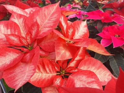 U plastenicima Novaković sve je šareno, Božićna zvezda i ciklama najprodavanije biljke tokom zime, foto: M. Lazarević