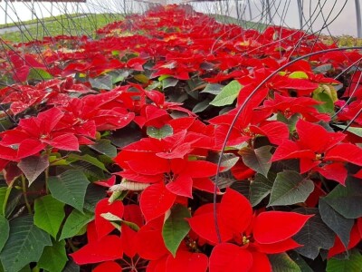 U plastenicima Novaković sve je šareno, Božićna zvezda i ciklama najprodavanije biljke tokom zime, foto: M. Lazarević