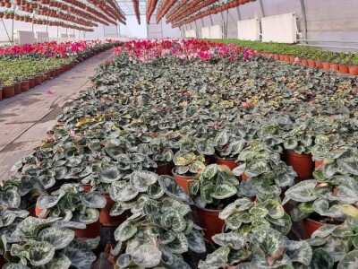 U plastenicima Novaković sve je šareno, Božićna zvezda i ciklama najprodavanije biljke tokom zime, foto: M. Lazarević