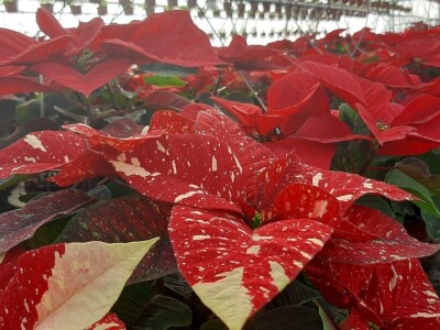 U plastenicima Novaković sve je šareno, Božićna zvezda i ciklama najprodavanije biljke tokom zime, foto: M. Lazarević