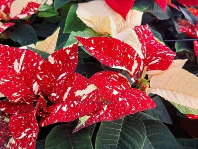 U plastenicima Novaković sve je šareno, Božićna zvezda i ciklama najprodavanije biljke tokom zime, foto: M. Lazarević