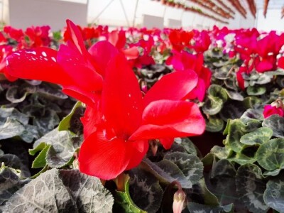 U plastenicima Novaković sve je šareno, Božićna zvezda i ciklama najprodavanije biljke tokom zime, foto: M. Lazarević