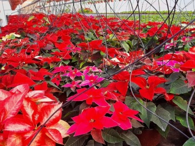 U plastenicima Novaković sve je šareno, Božićna zvezda i ciklama najprodavanije biljke tokom zime, foto: M. Lazarević