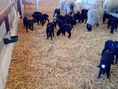 U 'plasteniku', ali za ovce: Kako je Edhem za dvije godine razvio perspektivno stado?